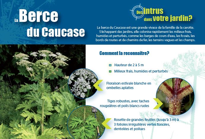 Berce du Caucase